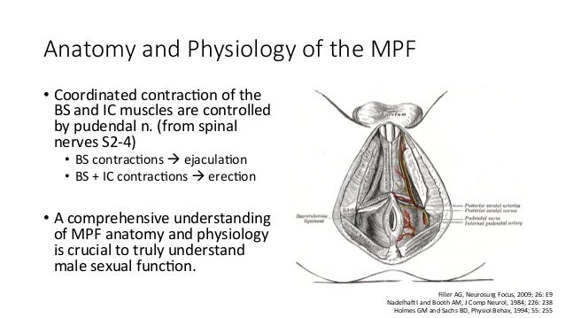the mechanics of malr sexual function The mechanics of malr sexual function